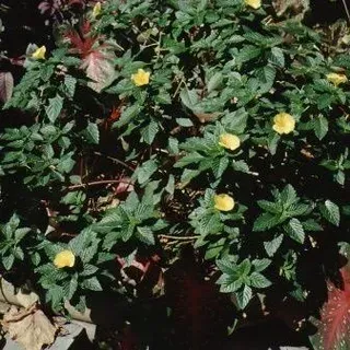 thumbnail for publication: Turnera ulmifolia Yellow Alder, Yellow Elder, Ramgoat Dashalong